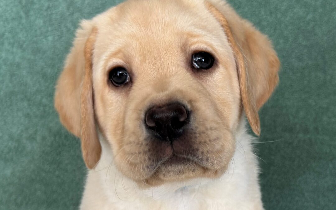 OccuPaws Freeman “Frisco”