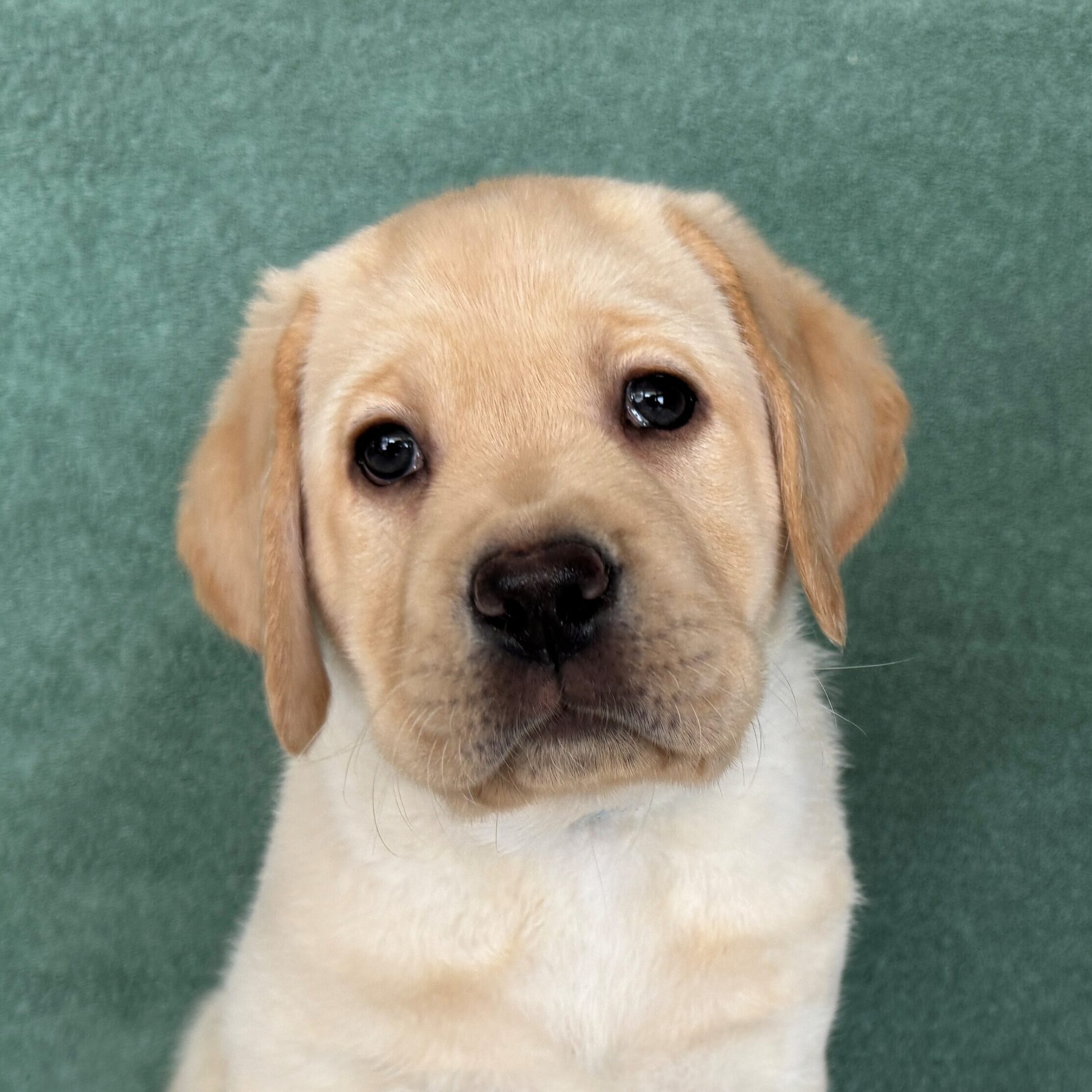 OccuPaws Freeman “Frisco”