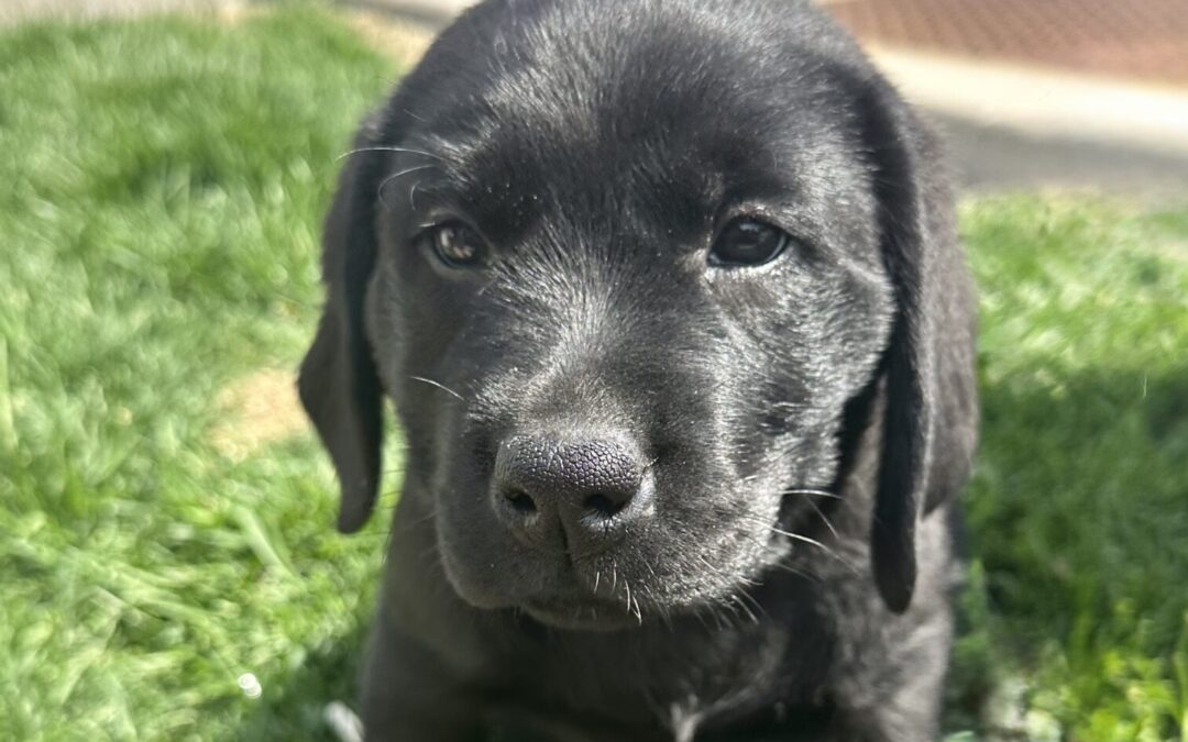 ClearCreek Midnight Velvet “Hulu”