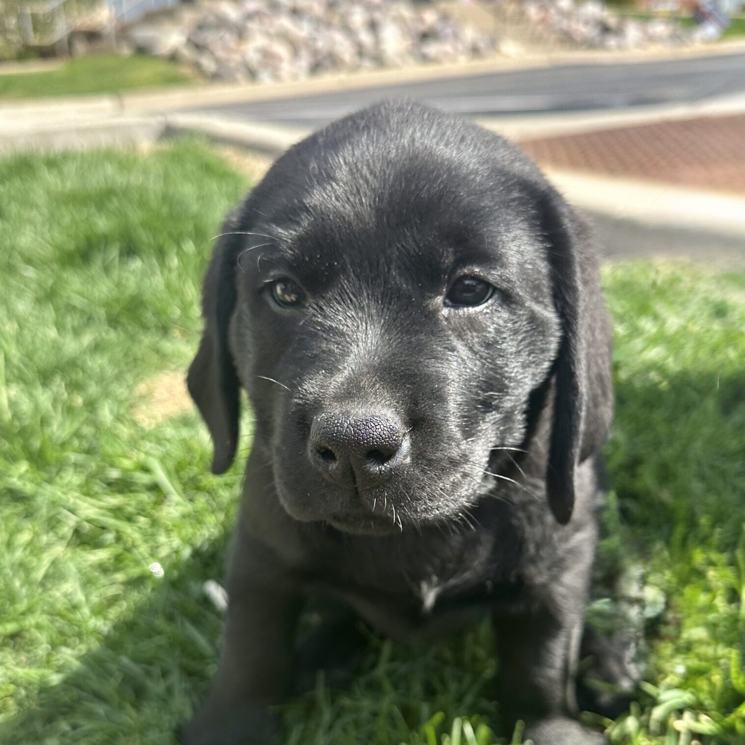 ClearCreek Midnight Velvet “Hulu”