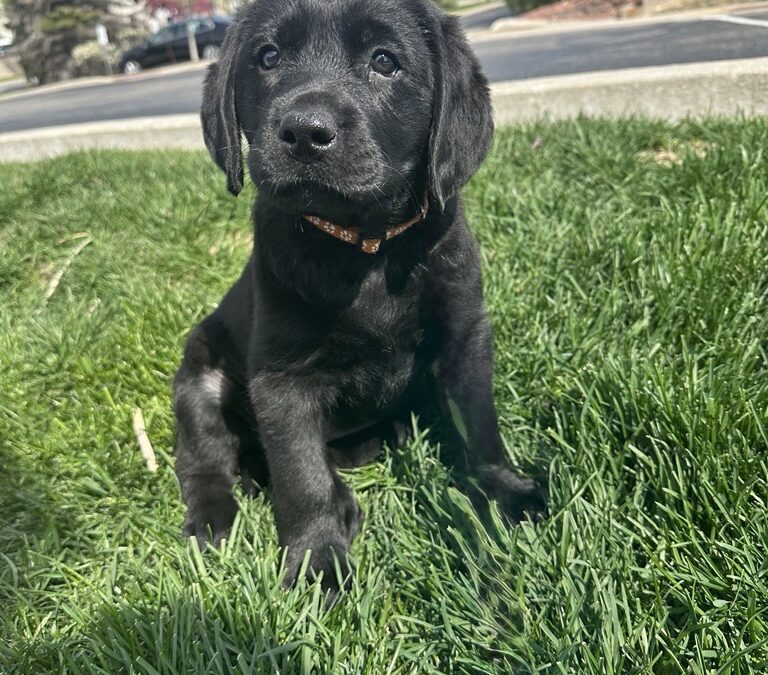 ClearCreek Crescent Moon “Haven”