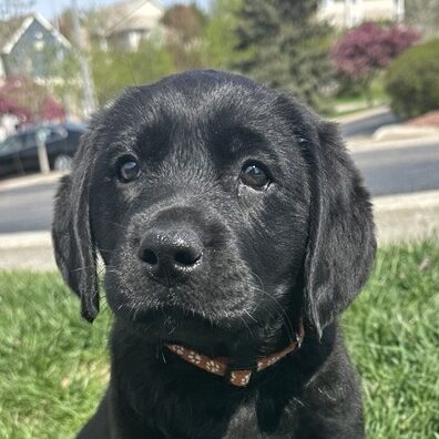 ClearCreek Crescent Moon “Haven”