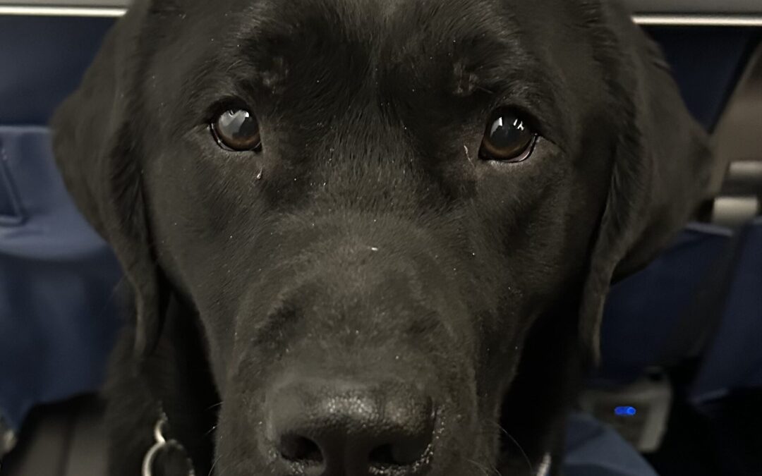 OccuPaws Wisconsin “Dairy”