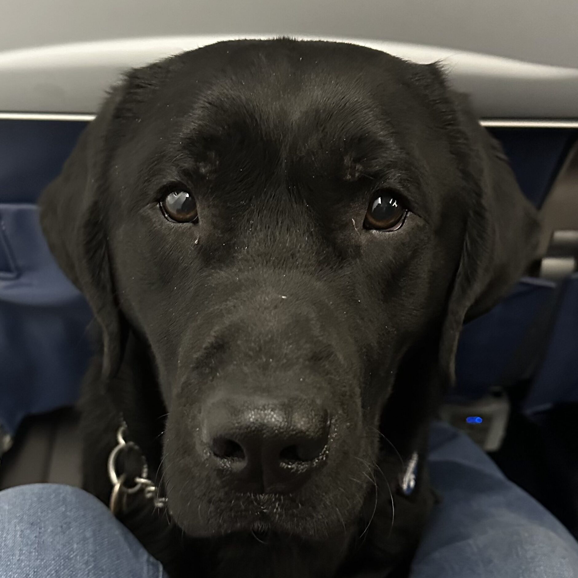 OccuPaws Wisconsin “Dairy”