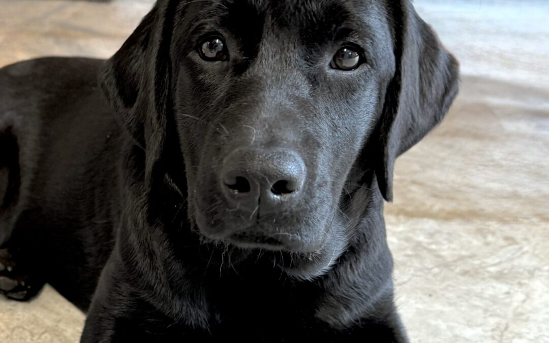 ClearCreek Guiding “Demi”