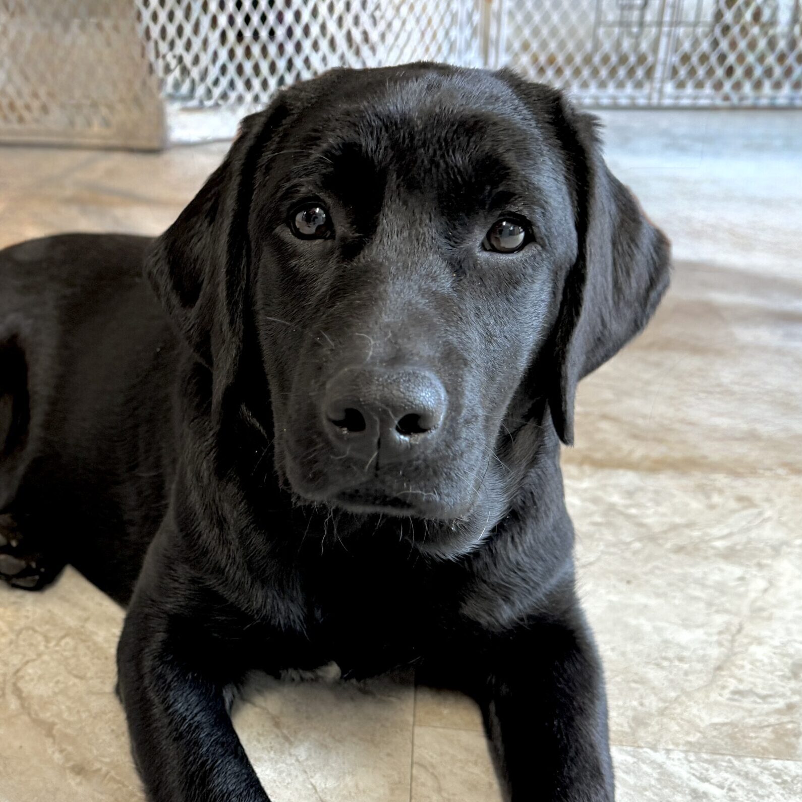 ClearCreek Guiding “Demi”