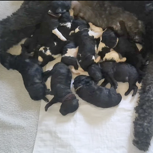 New Poodle Puppy