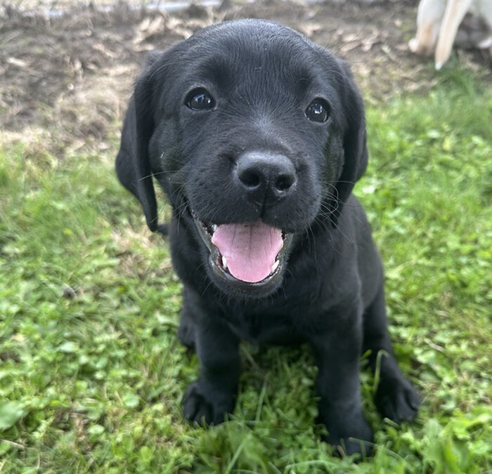 OccuPaws Queen “Juno”