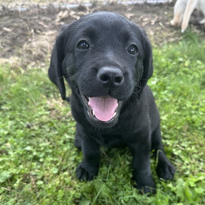 OccuPaws Queen “Juno”