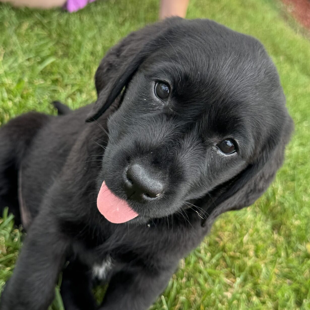 Millie