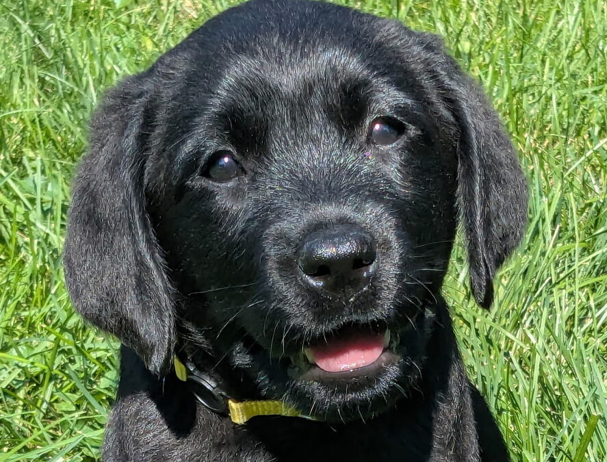 ClearCreek Bright Leader “Maddie”