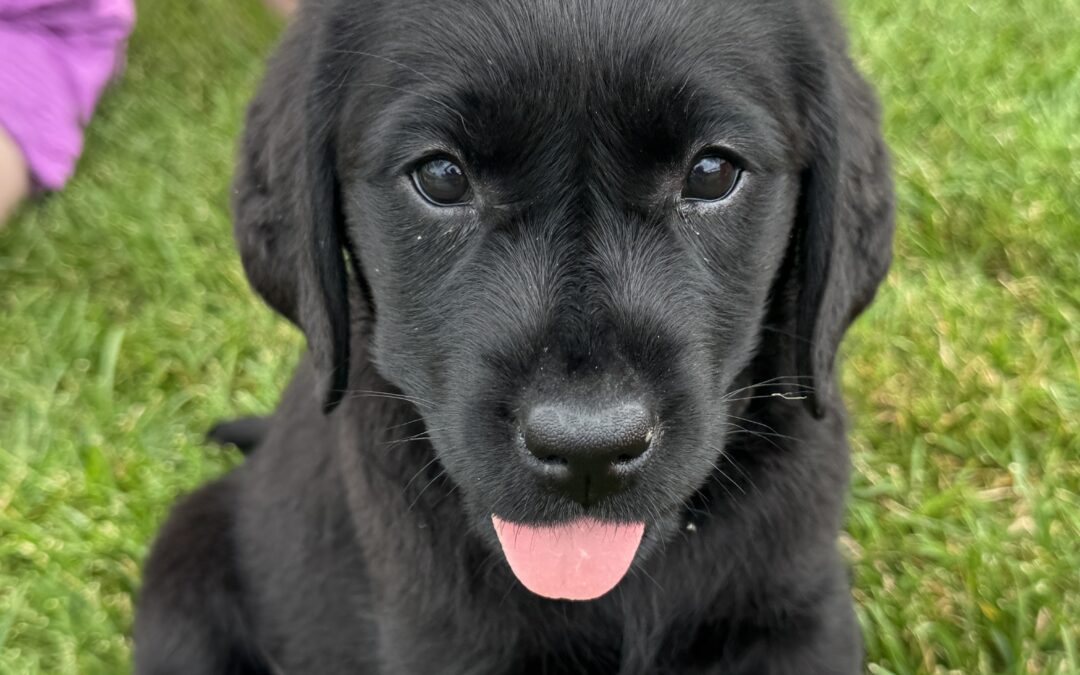 ClearCreek Brave Leader “Millie”