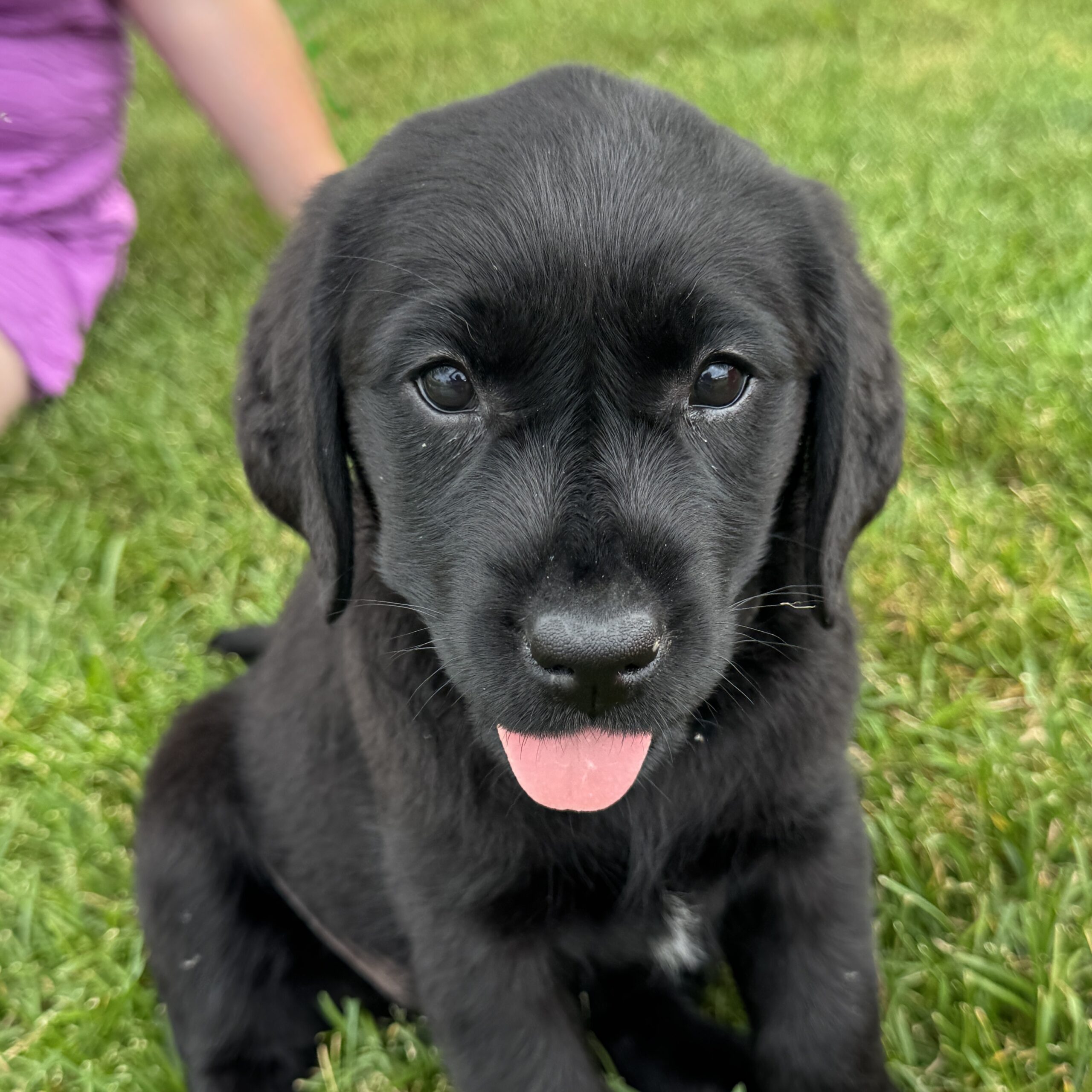 ClearCreek Brave Leader “Millie”