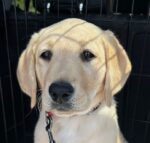 Norma