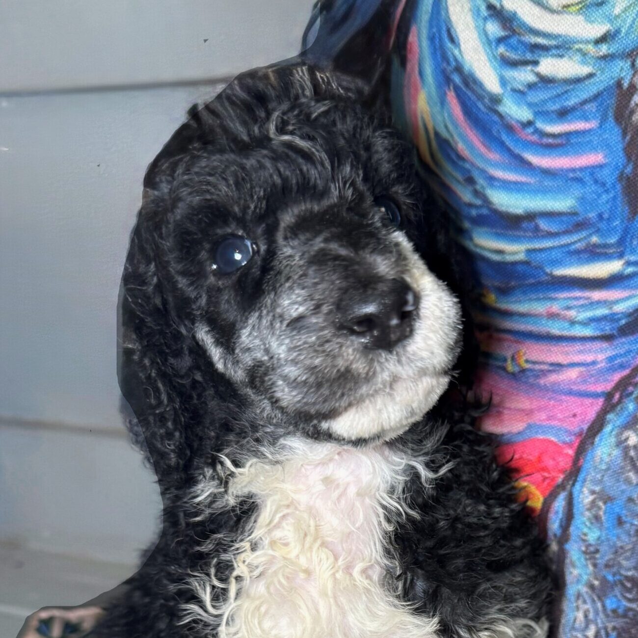 Osgood’s Emerald City “Ozzy”