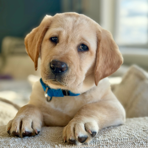 Golden Labrador puppy resting on a beige rug, wearing a blue collar and looking at the camera.