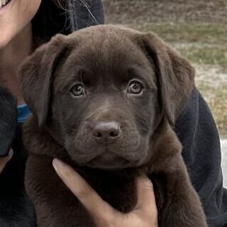 Pretty Lucky Heads Up “Penny”