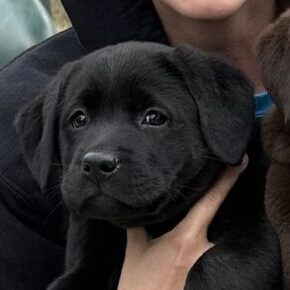 Bubbly Pop Dr “Pepper”