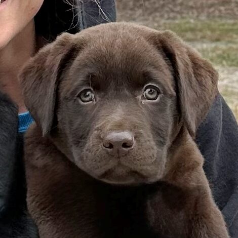 Pretty Lucky Heads Up “Penny”