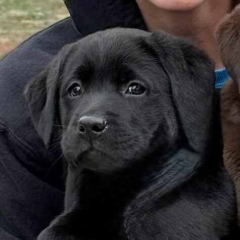 Bubbly Pop Dr “Pepper”