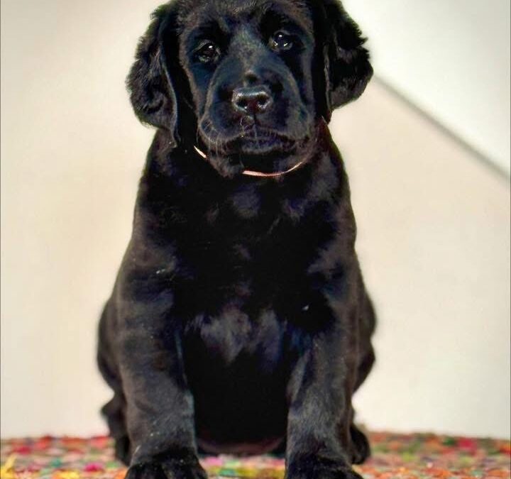 Piccadilly “Rivet” Set in Strength