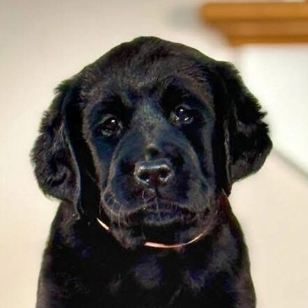 Piccadilly “Rivet”