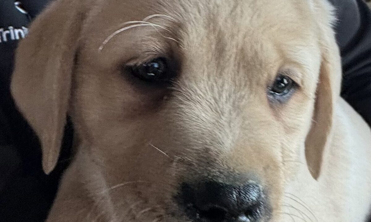 Picadally “Raleigh” - OccuPaws