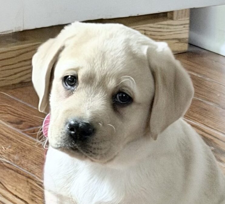 Piccadilly “Raleigh” Oak Carolina