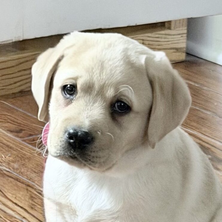 Piccadally “Raleigh”