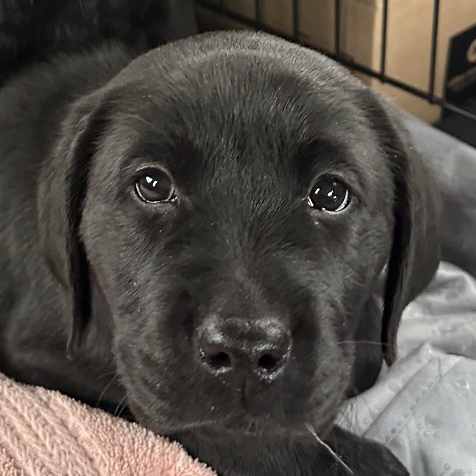 ClearCreek “Rudy”