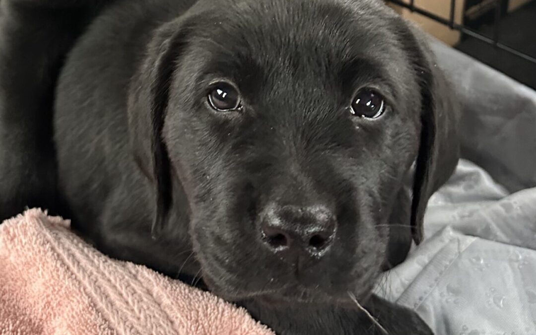 ClearCreek “Rudy”