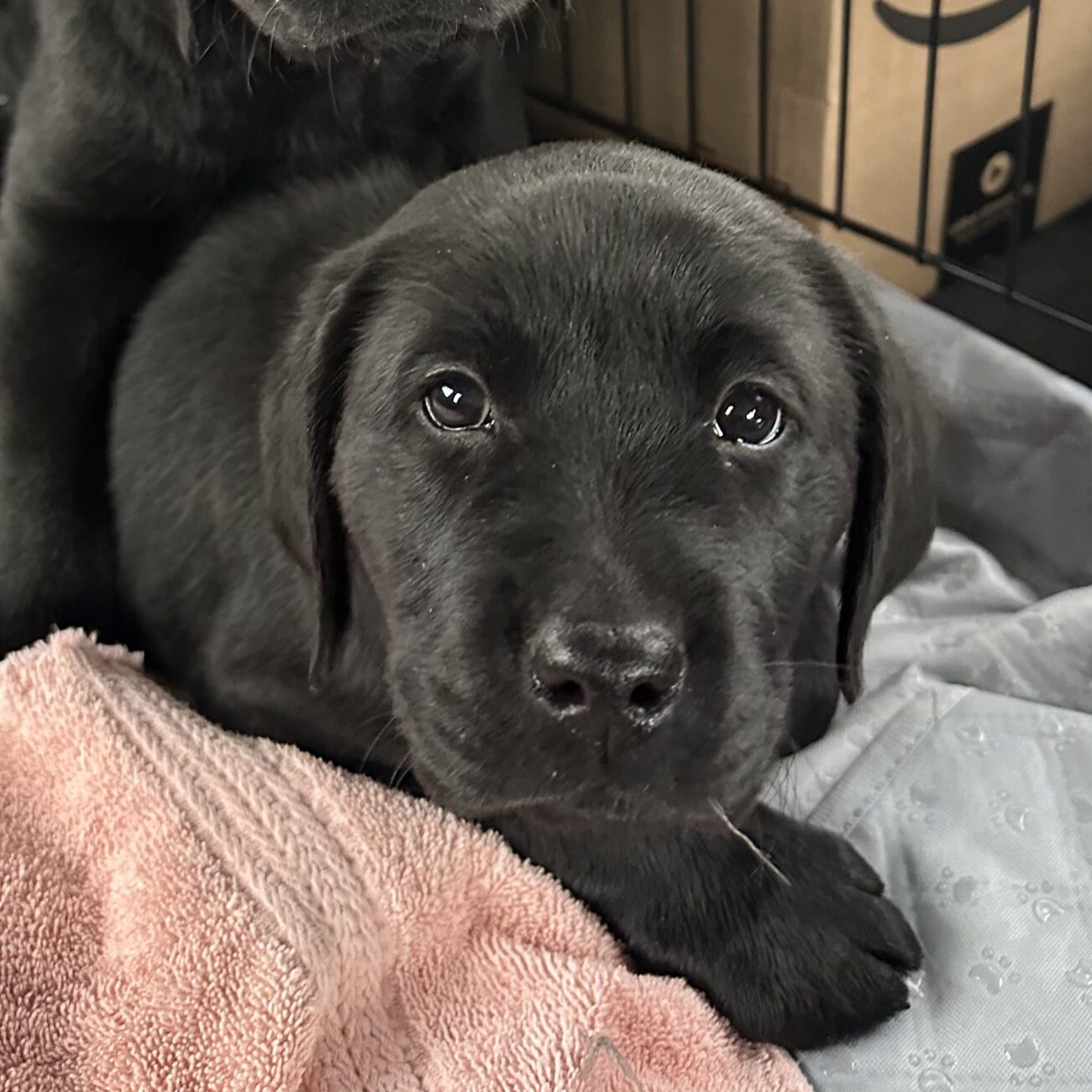 ClearCreek “Rudy”