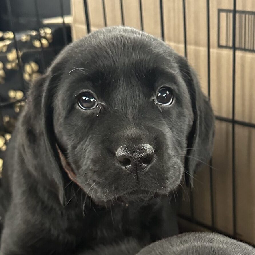 ClearCreek “Ryder”