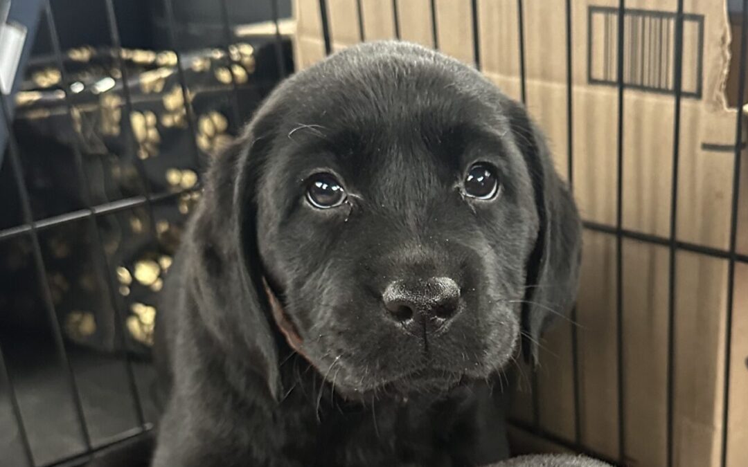 ClearCreek “Ryder”