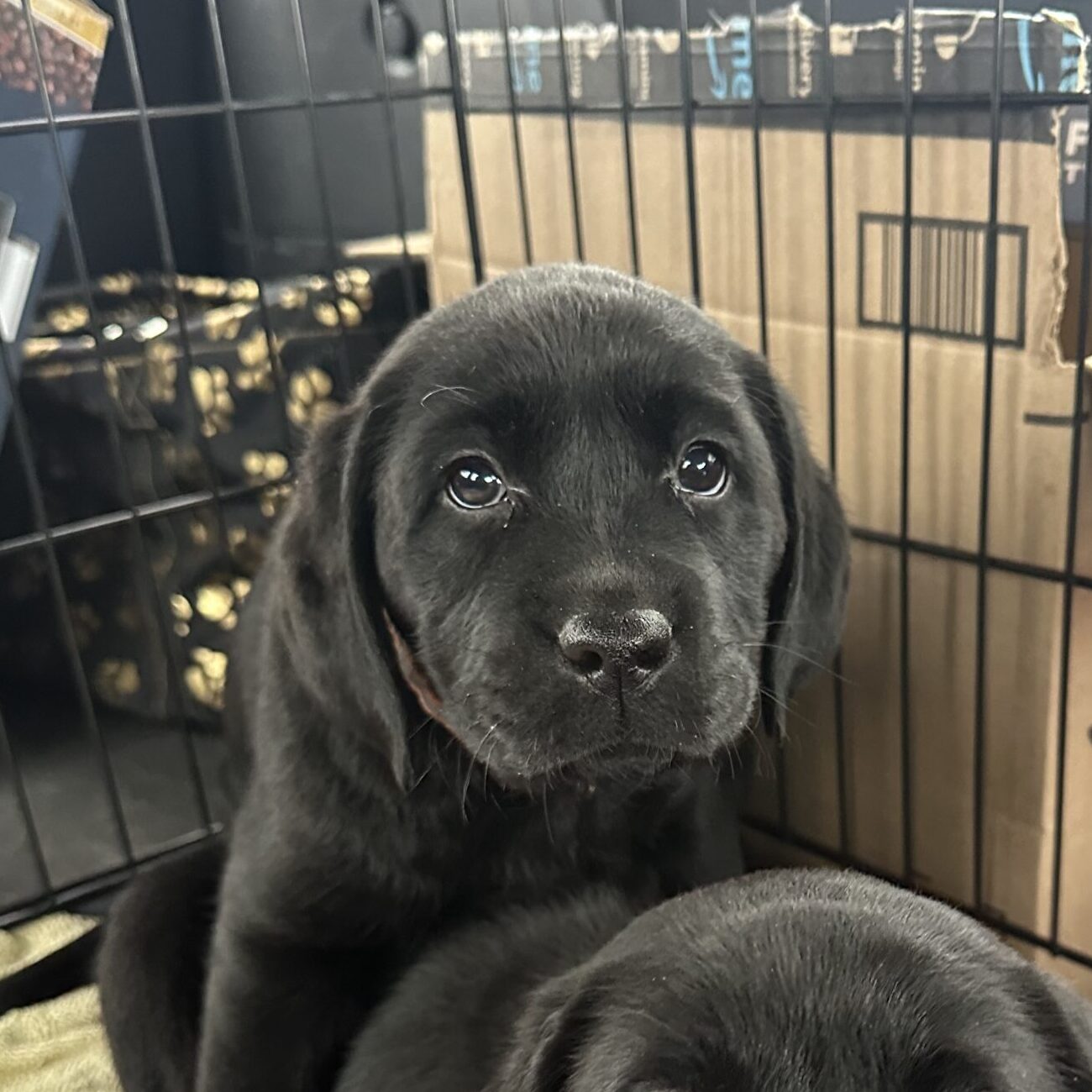 ClearCreek “Ryder”