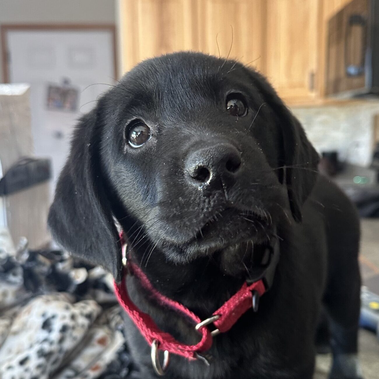 The Captain’s Guiding “Sadie”