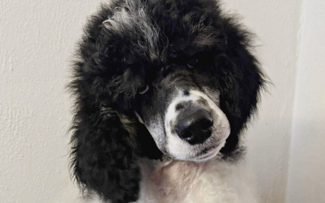 “Quartz” Steady as Stone