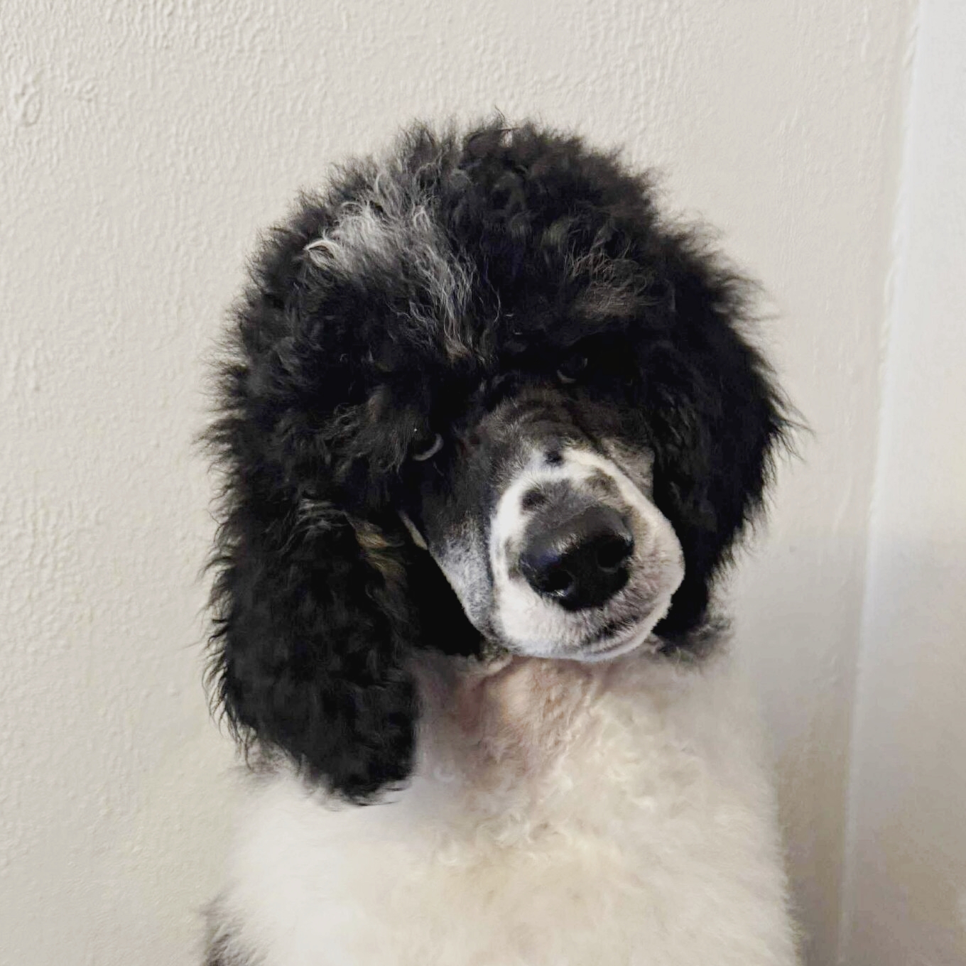 “Quartz” Steady as Stone