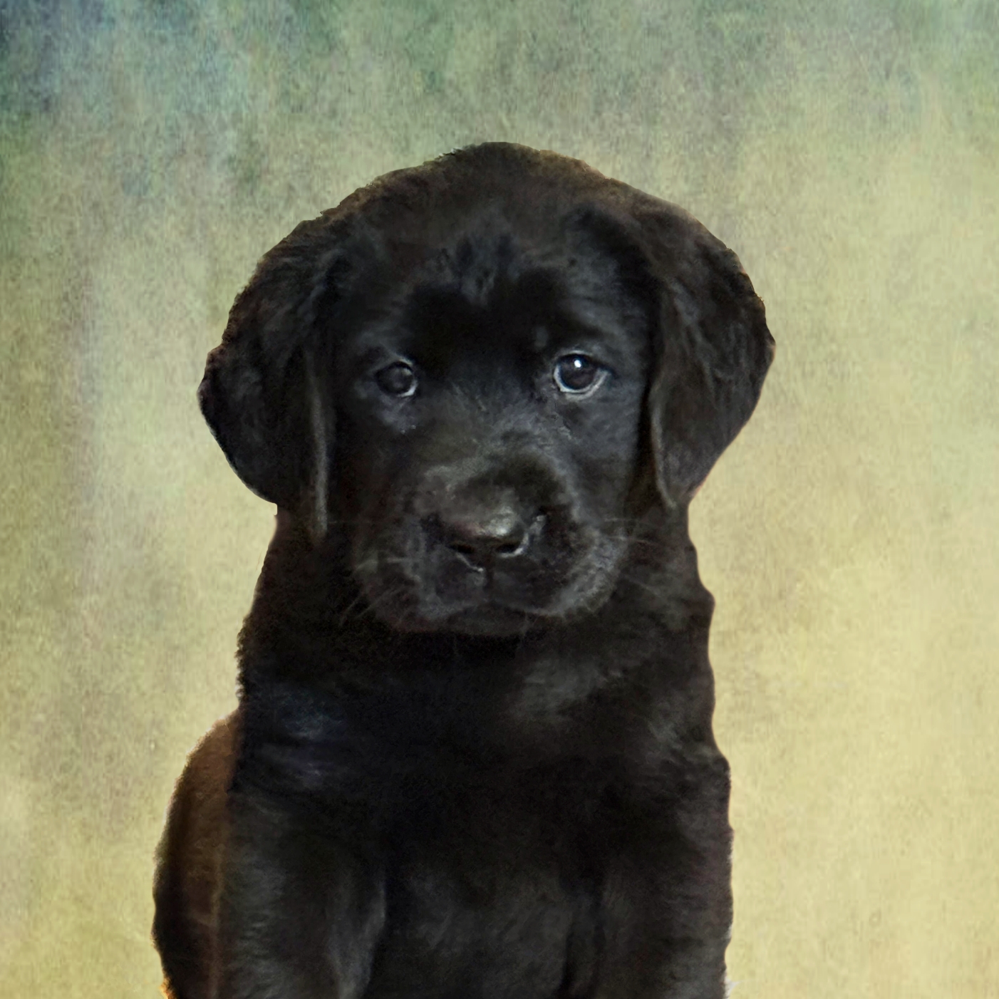 Black puppy sitting and looking at the camera with a soft green background in view behind it.