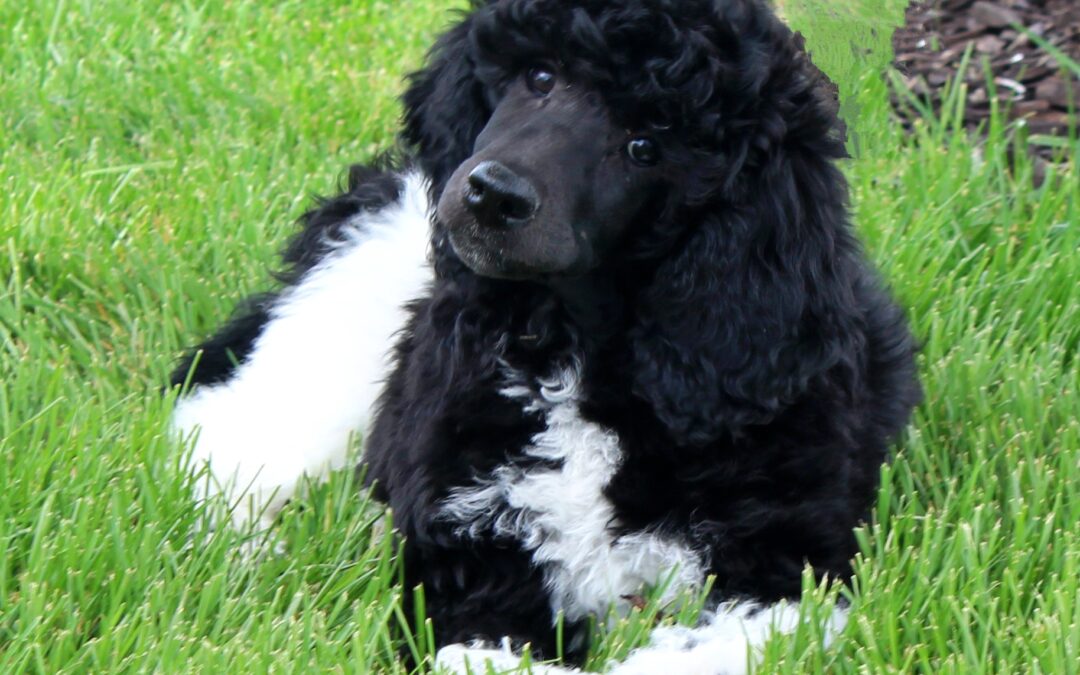 Country Haven’s “Ursa” Major