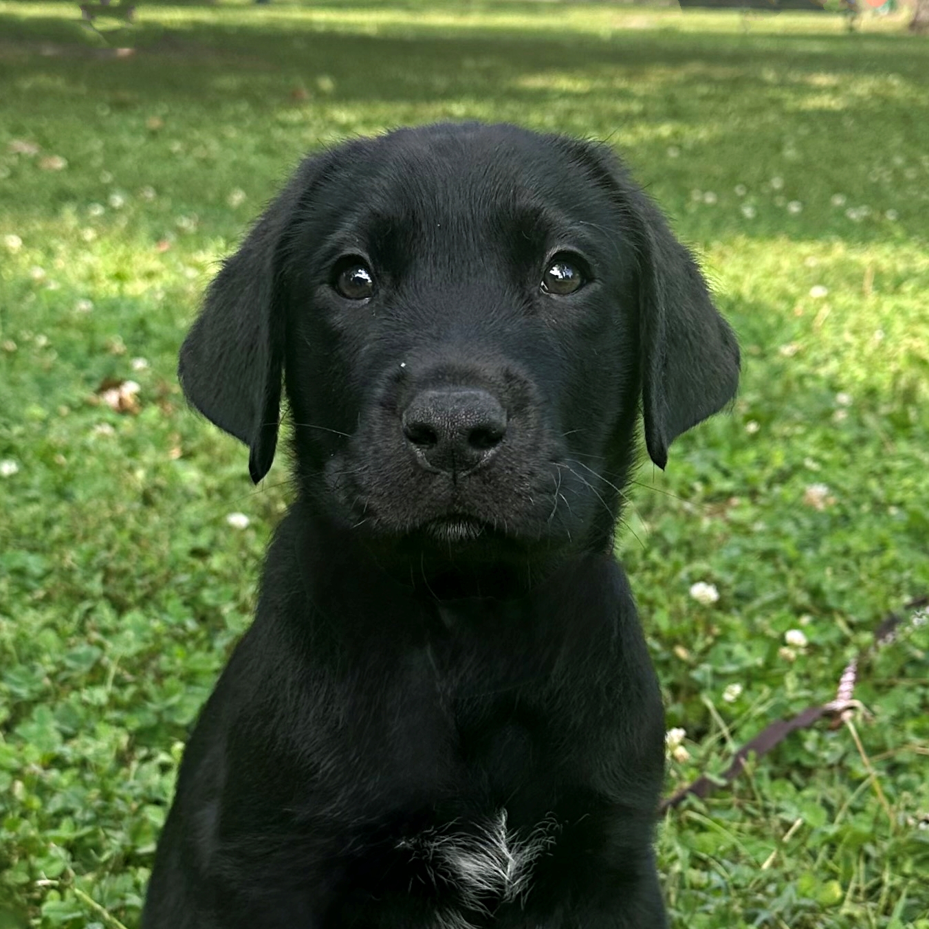 Yoshi