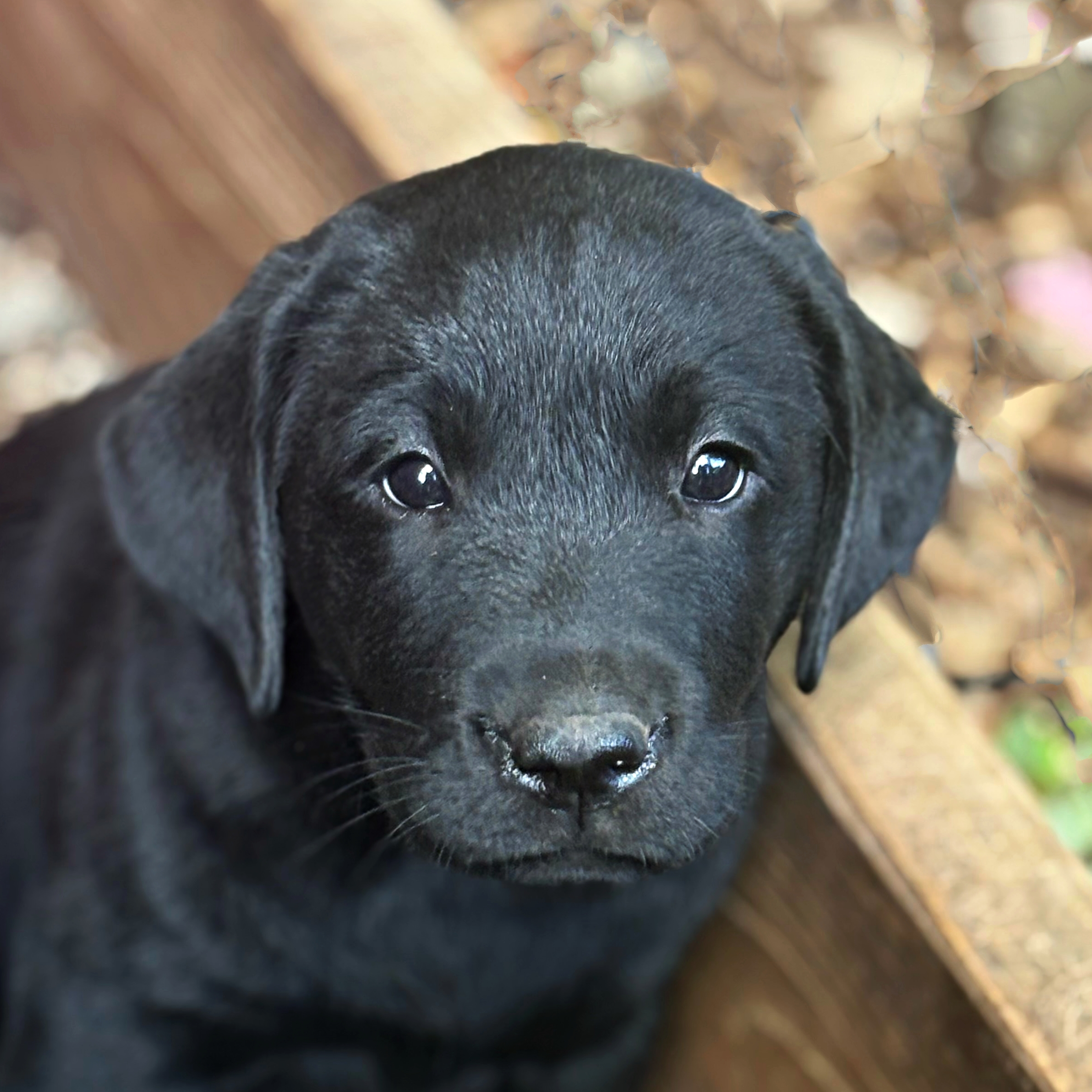 Close-up of a black dog's head with glossy eyes looking at the camera; blurred autumn background behind.